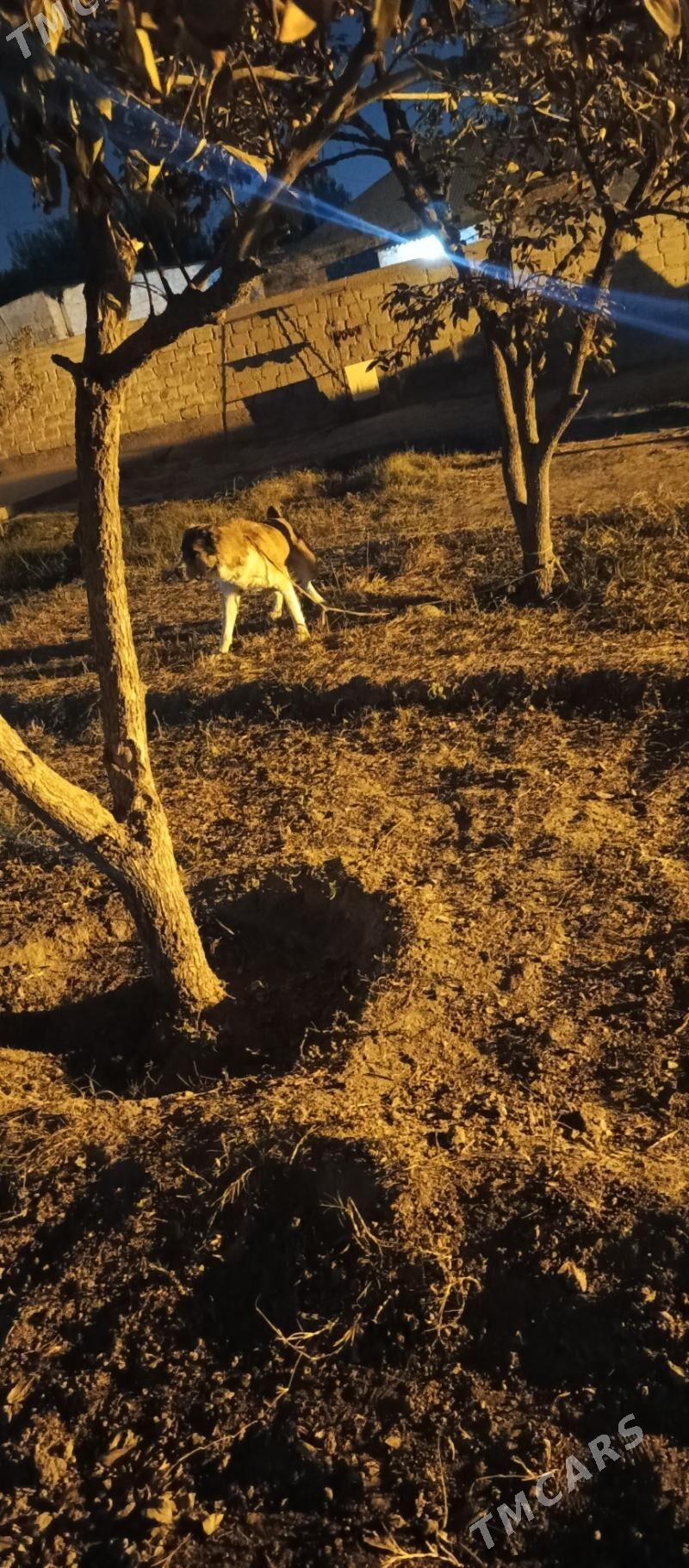 gujuk - Ашхабад - img 2