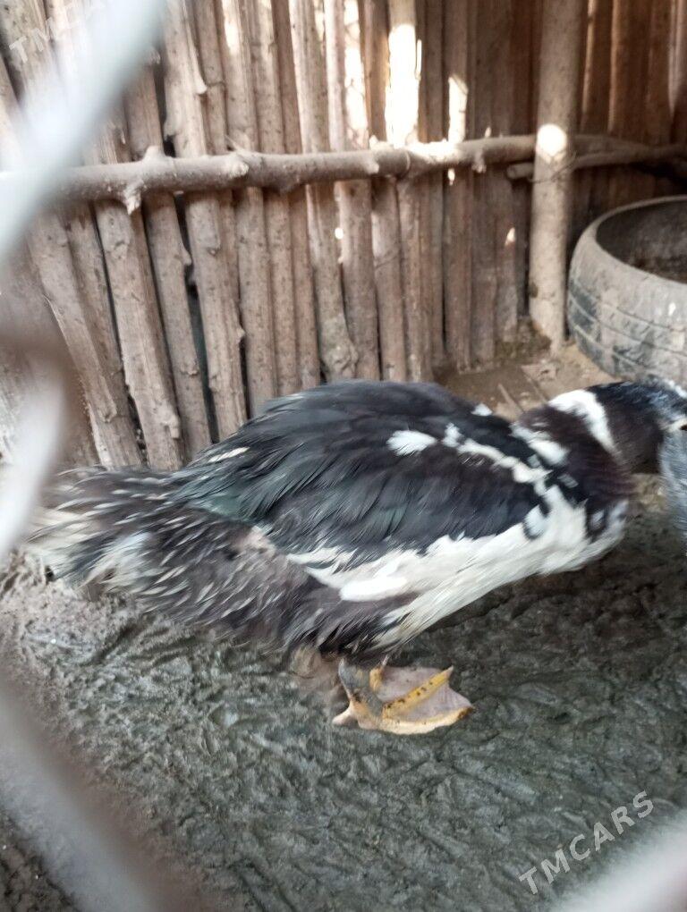 Ördek - Халач - img 2