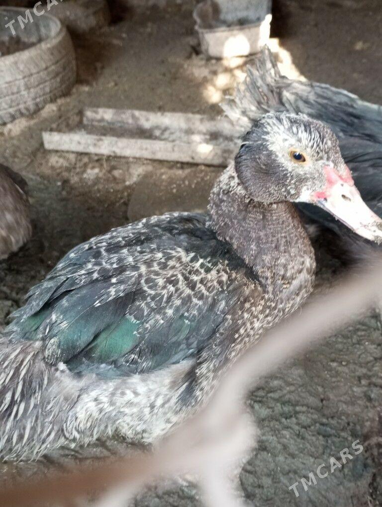 Ördek - Халач - img 5