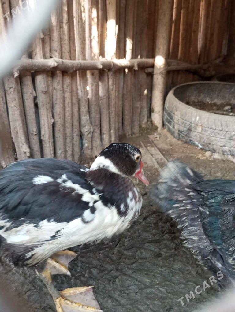 Ördek - Халач - img 3