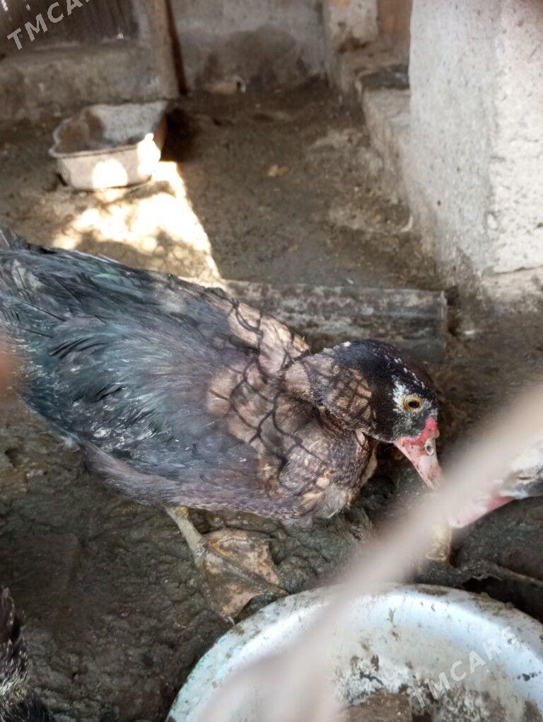 Ördek - Халач - img 6