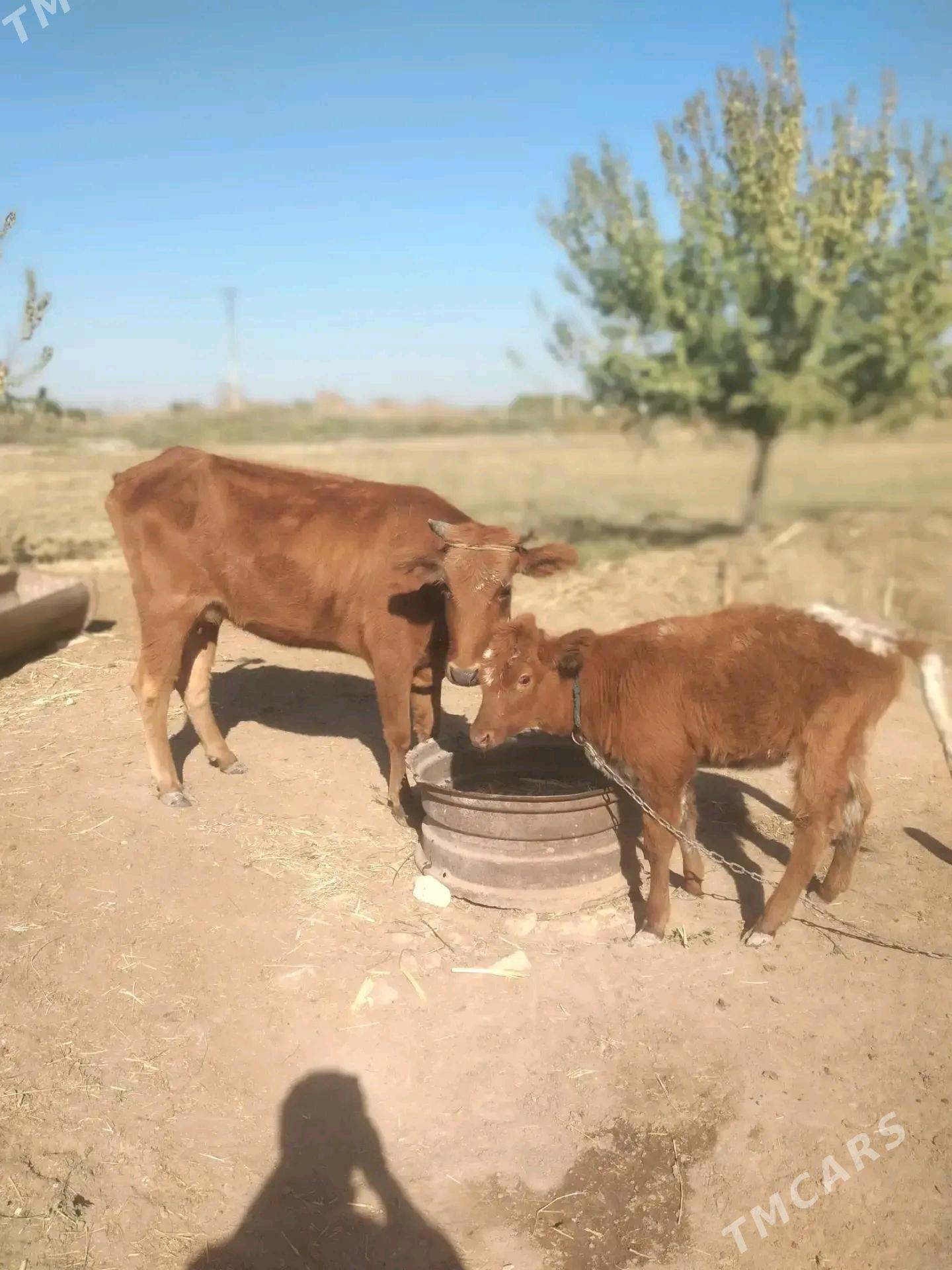 Goleli sygyr - Murgap - img 1