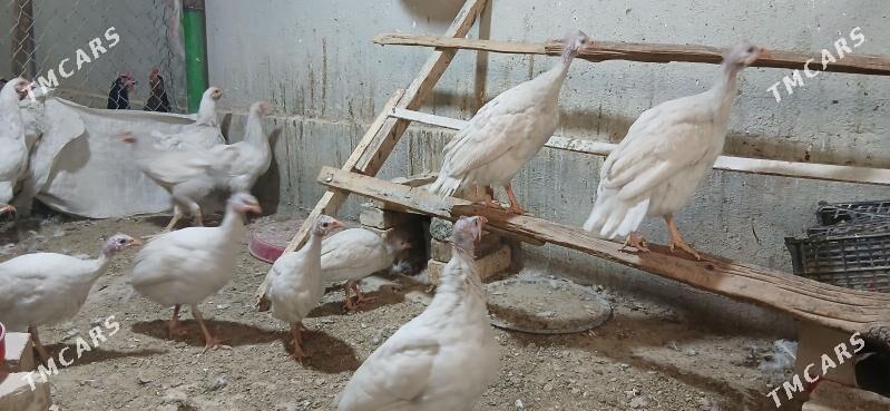 sizarka - Анев - img 5