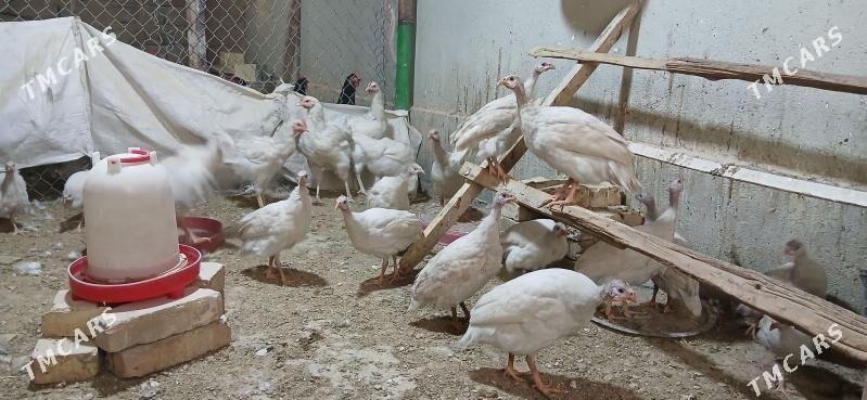 sizarka - Анев - img 3