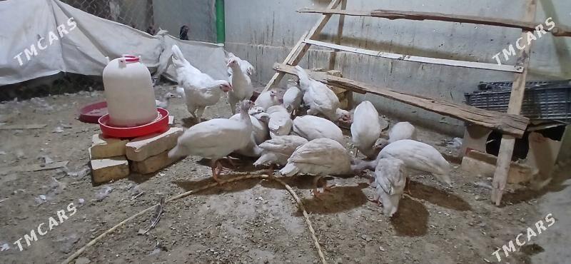 sizarka - Анев - img 6