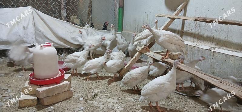 sizarka - Анев - img 2