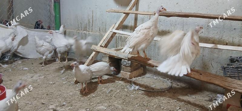 sizarka - Анев - img 7