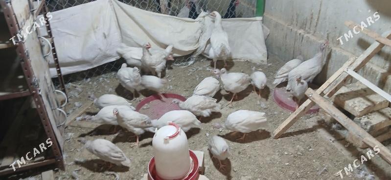 sizarka - Анев - img 4