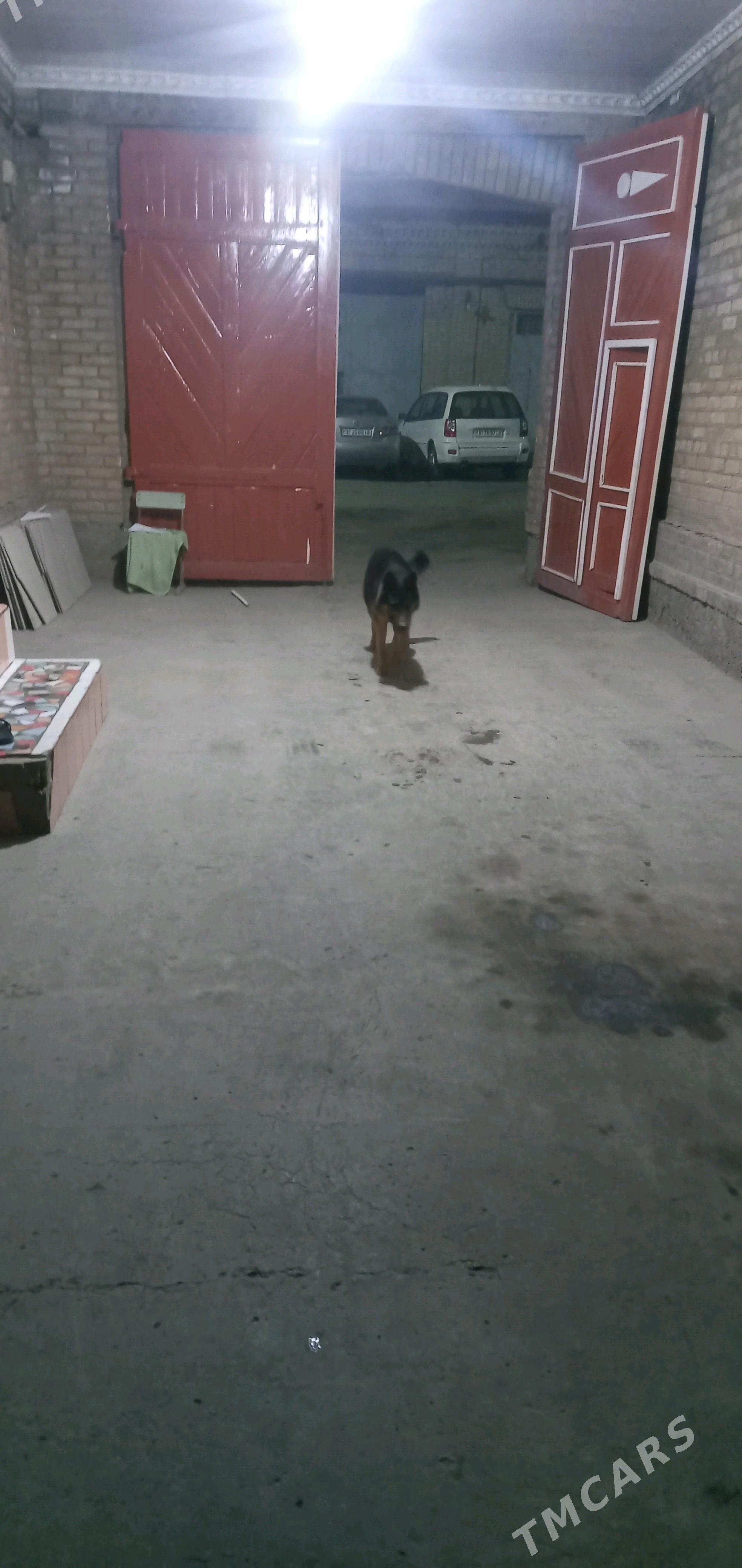 nemisiski awcarka - Türkmenabat - img 2