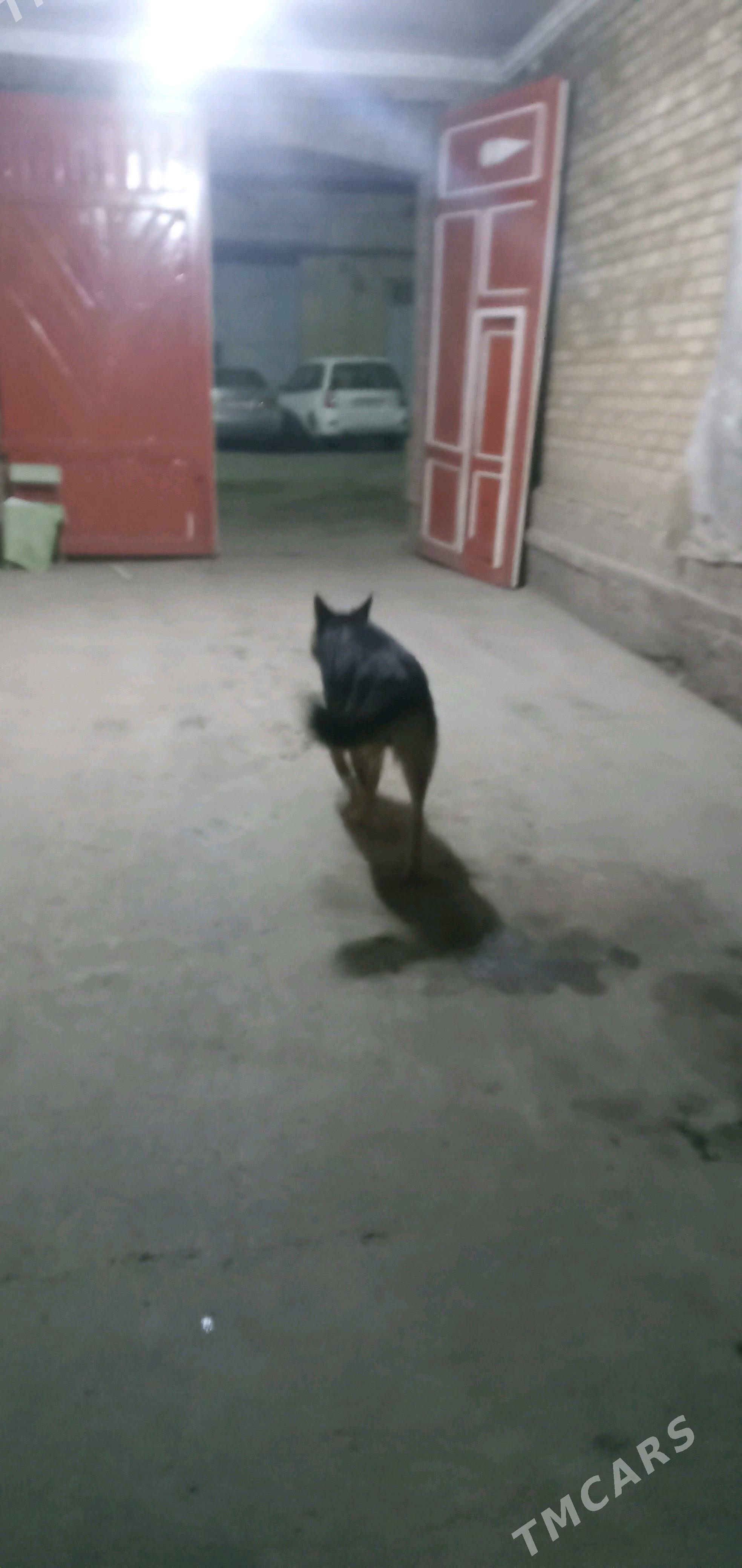 nemisiski awcarka - Türkmenabat - img 3