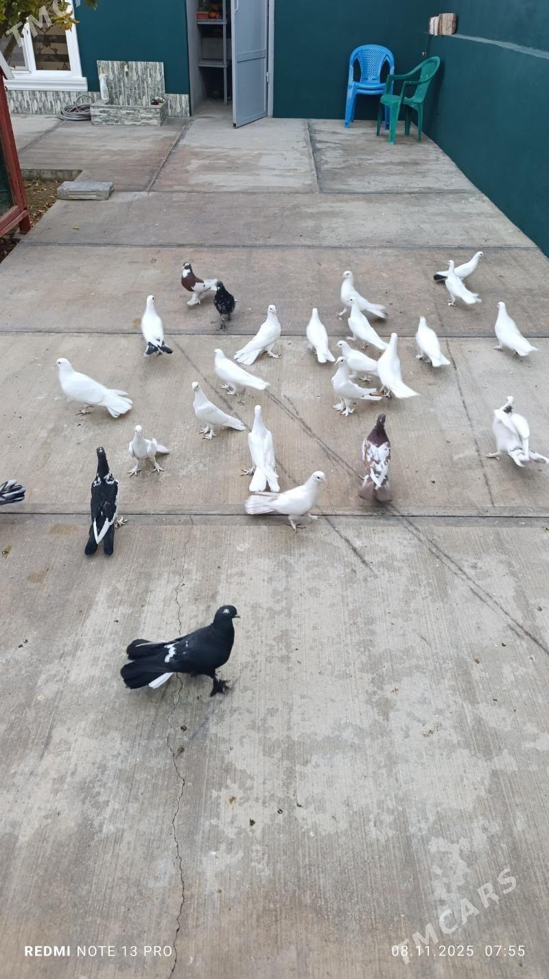 kepderi - Бузмеин - img 7