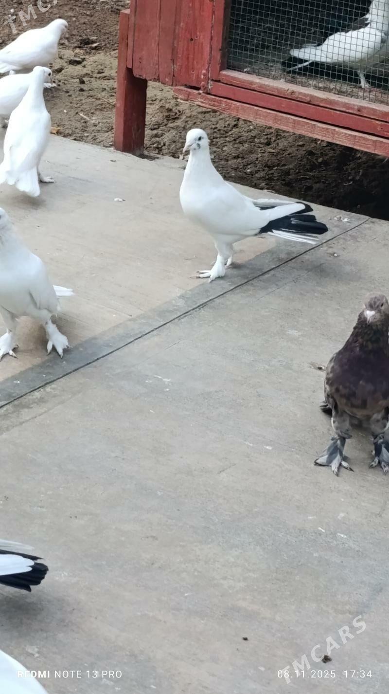 kepderi - Бузмеин - img 2