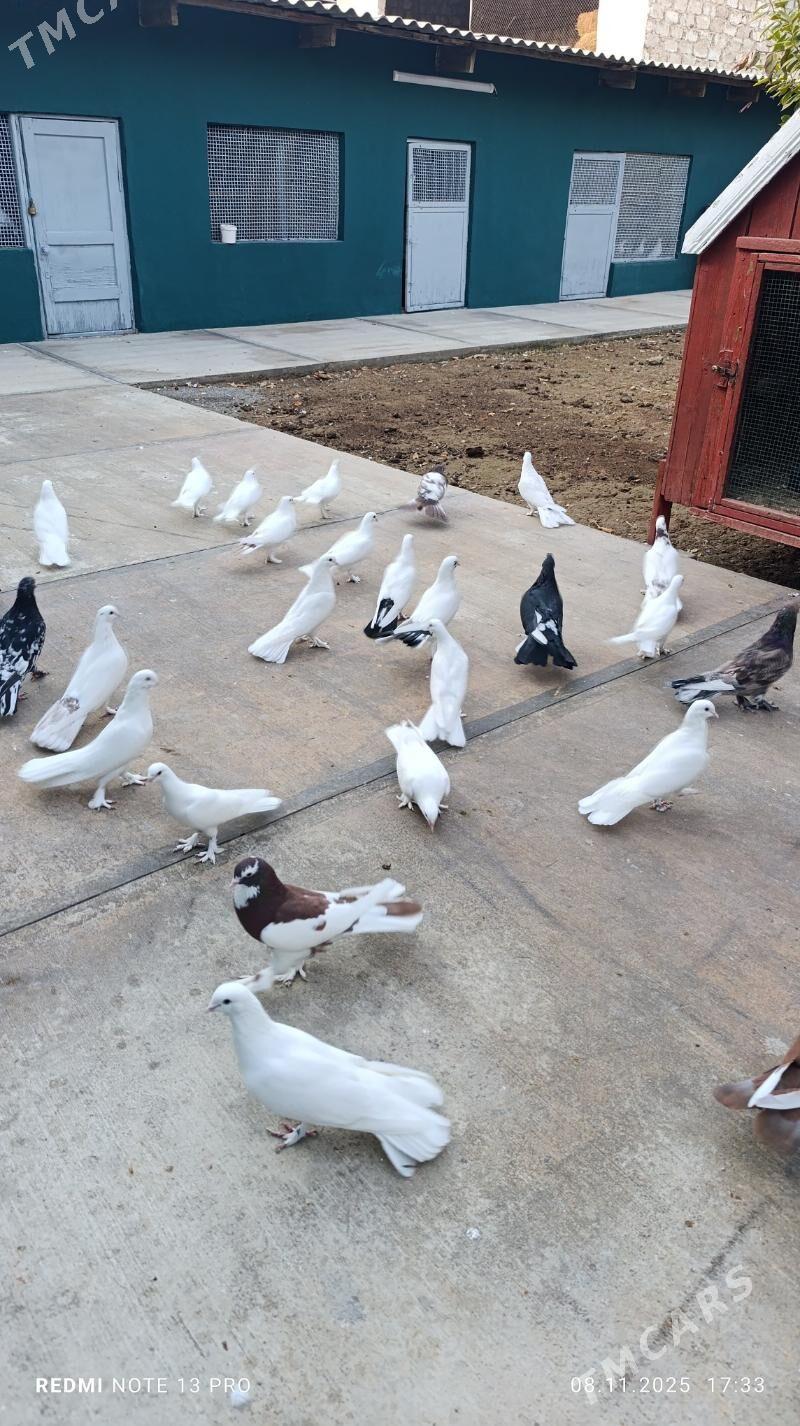 kepderi - Бузмеин - img 5