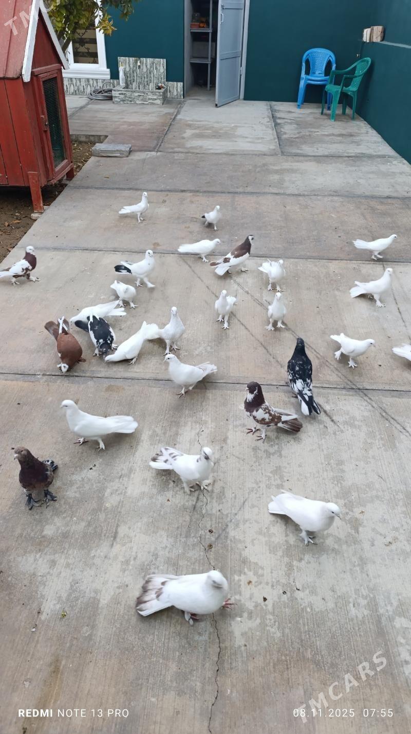 kepderi - Бузмеин - img 9