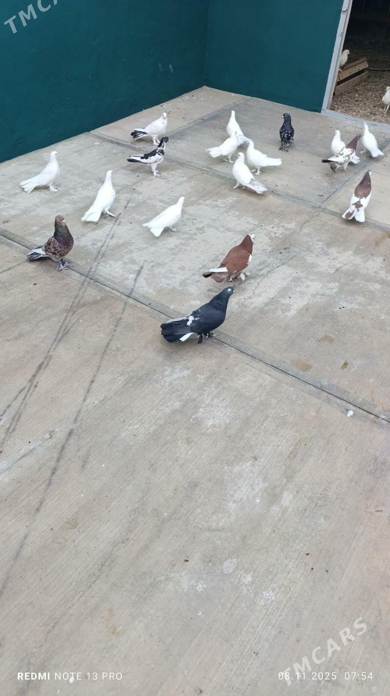 kepderi - Бузмеин - img 10