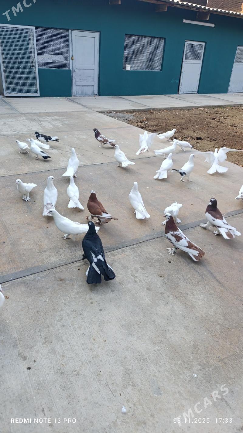 kepderi - Бузмеин - img 3