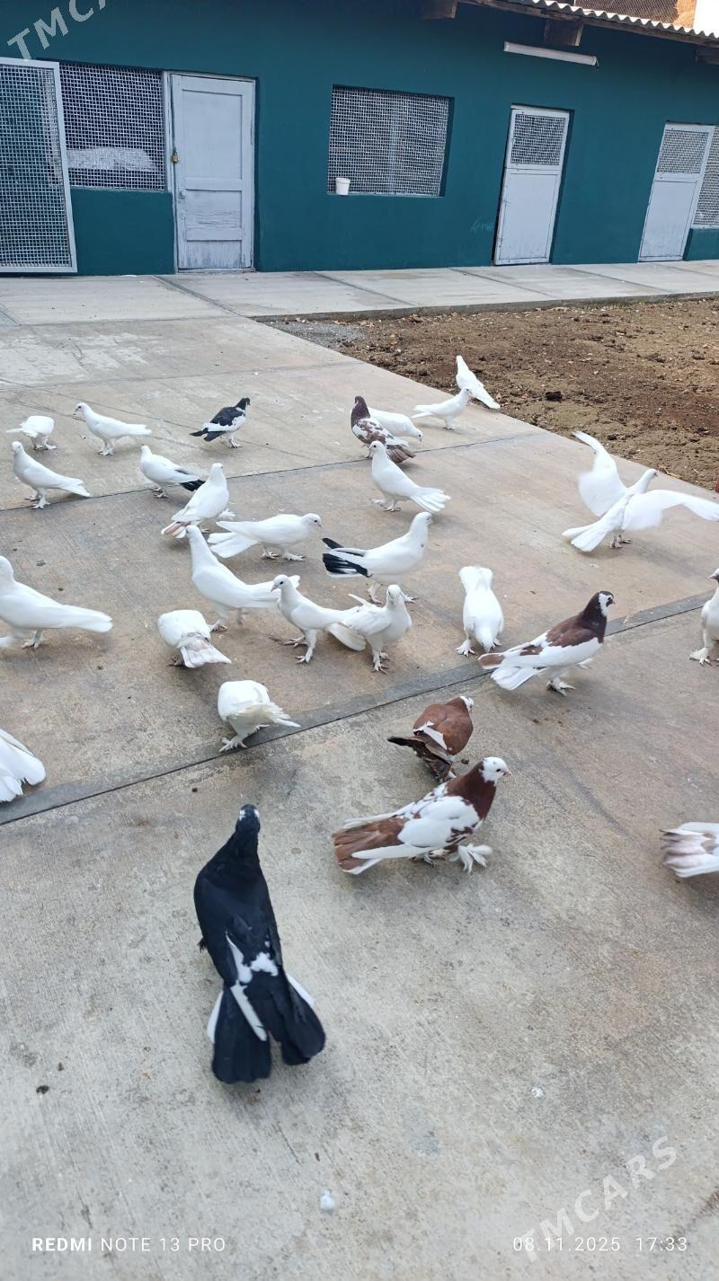 kepderi - Бузмеин - img 4