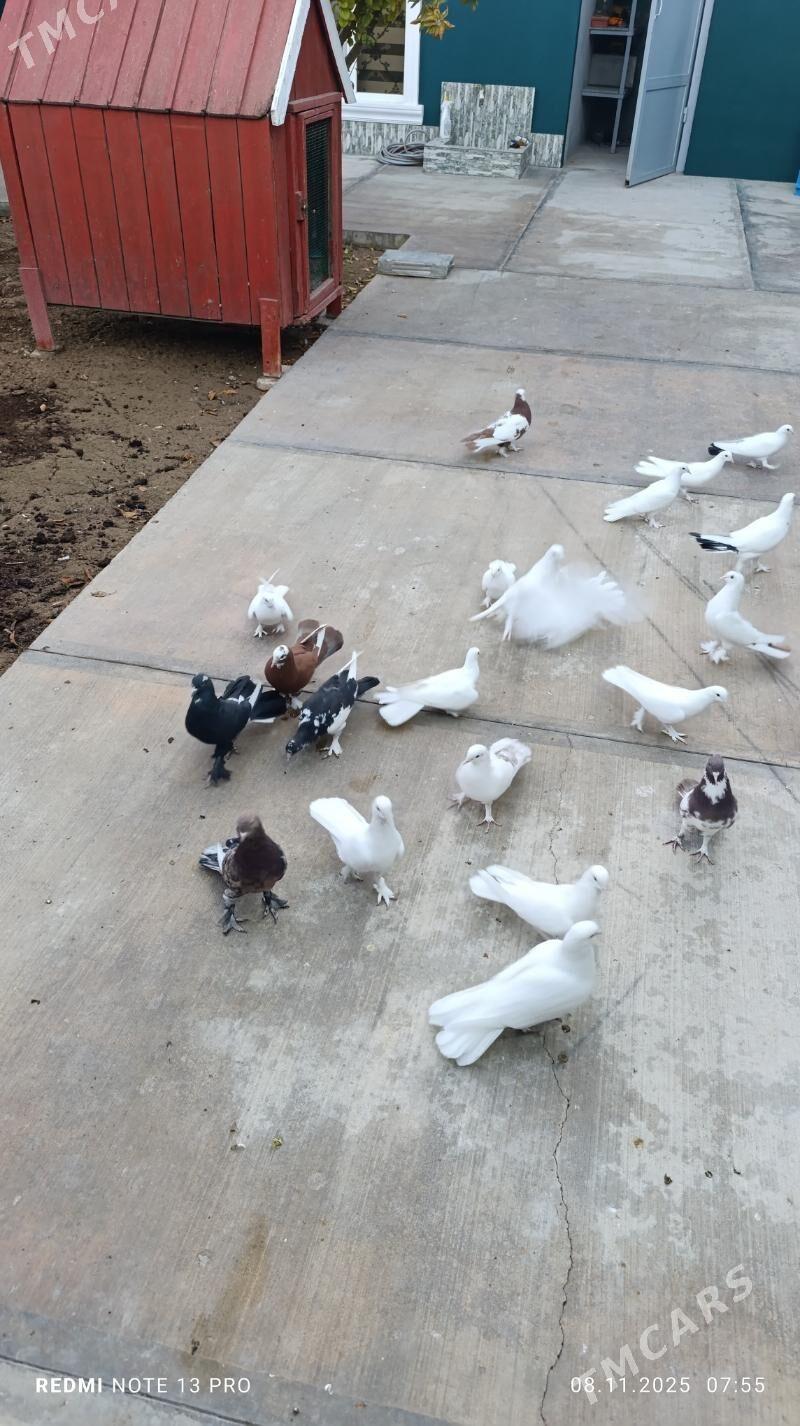 kepderi - Бузмеин - img 8