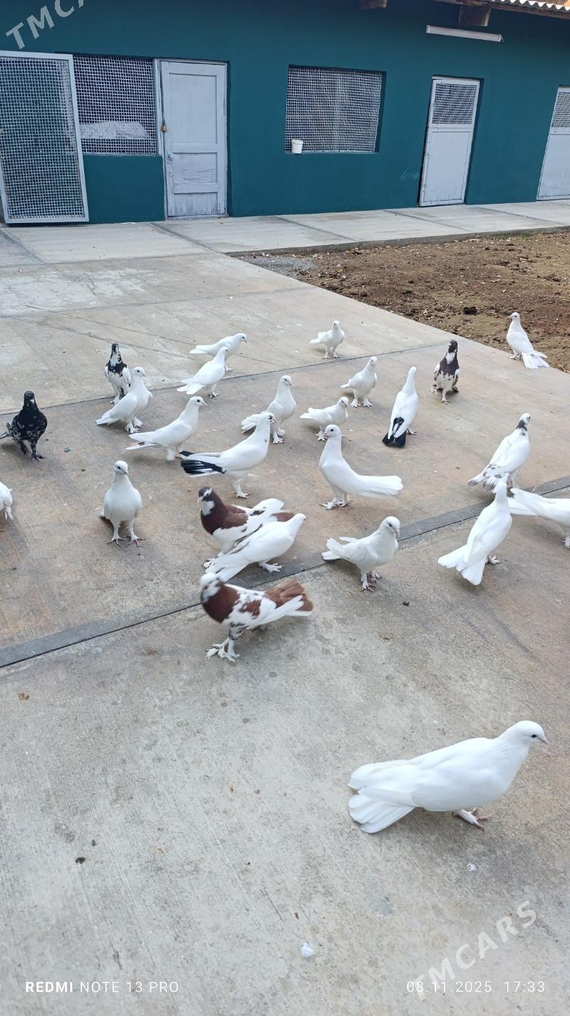 kepderi - Бузмеин - img 6