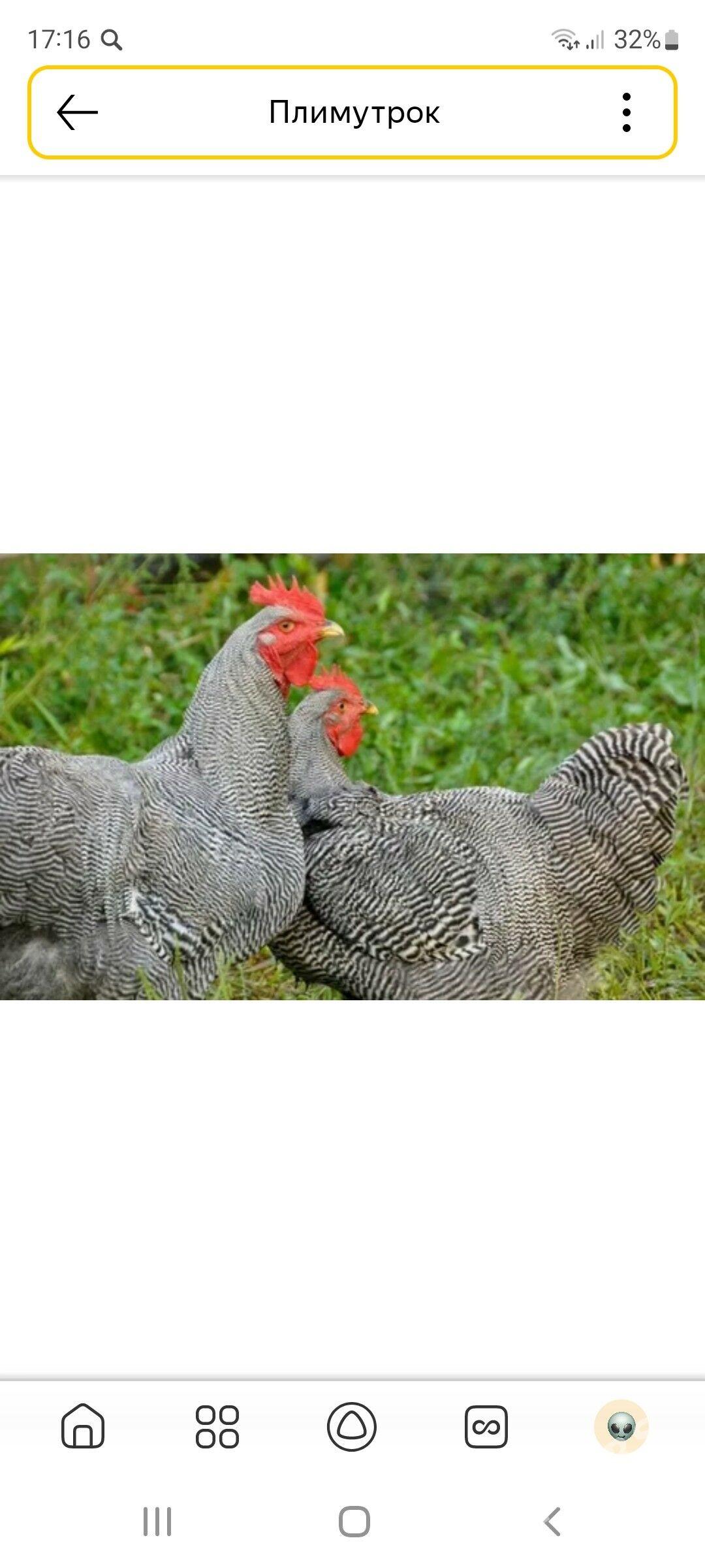 хораз - Saýat - img 3