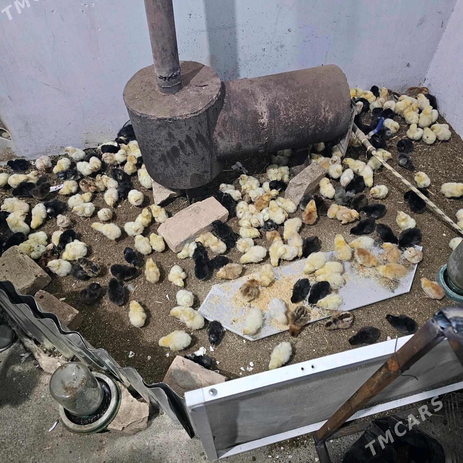 juyje - Туркменабат - img 3