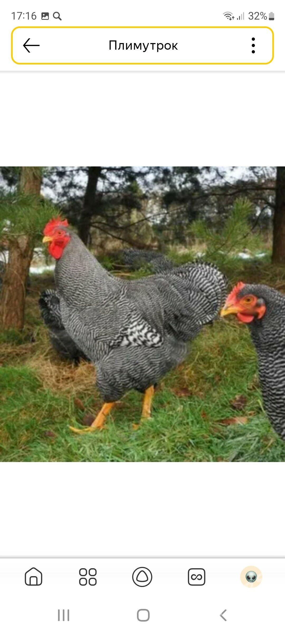 хораз - Saýat - img 2