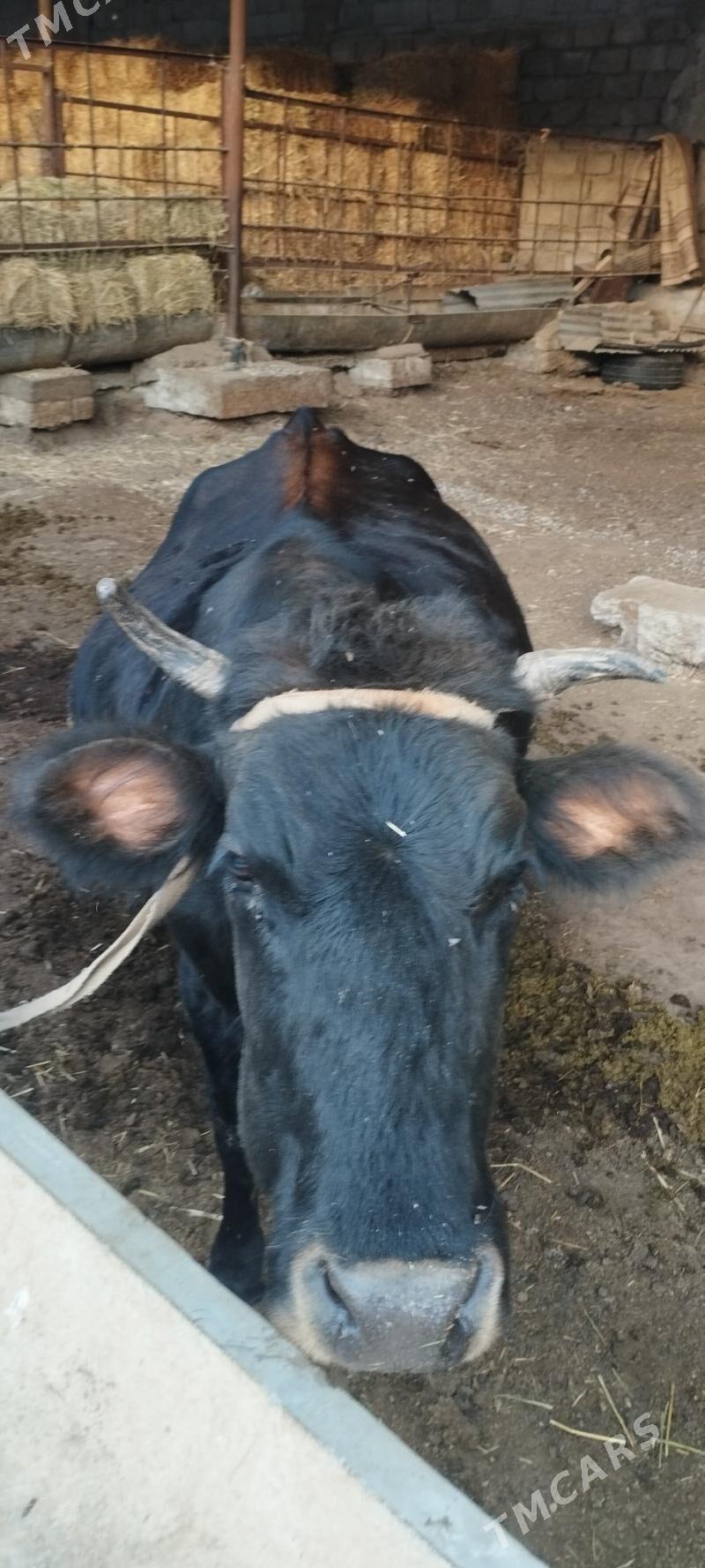 Sygyr - Aşgabat - img 4