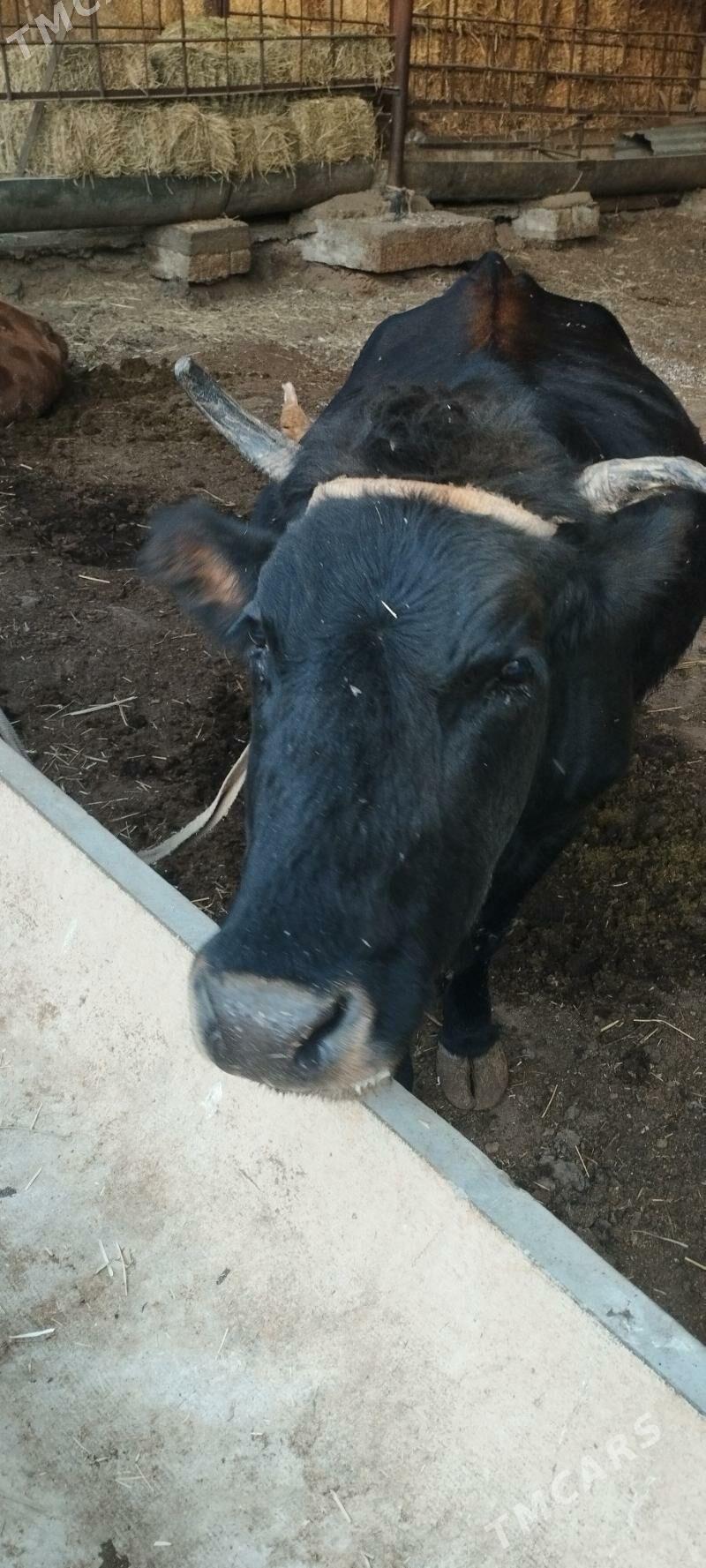 Sygyr - Aşgabat - img 2