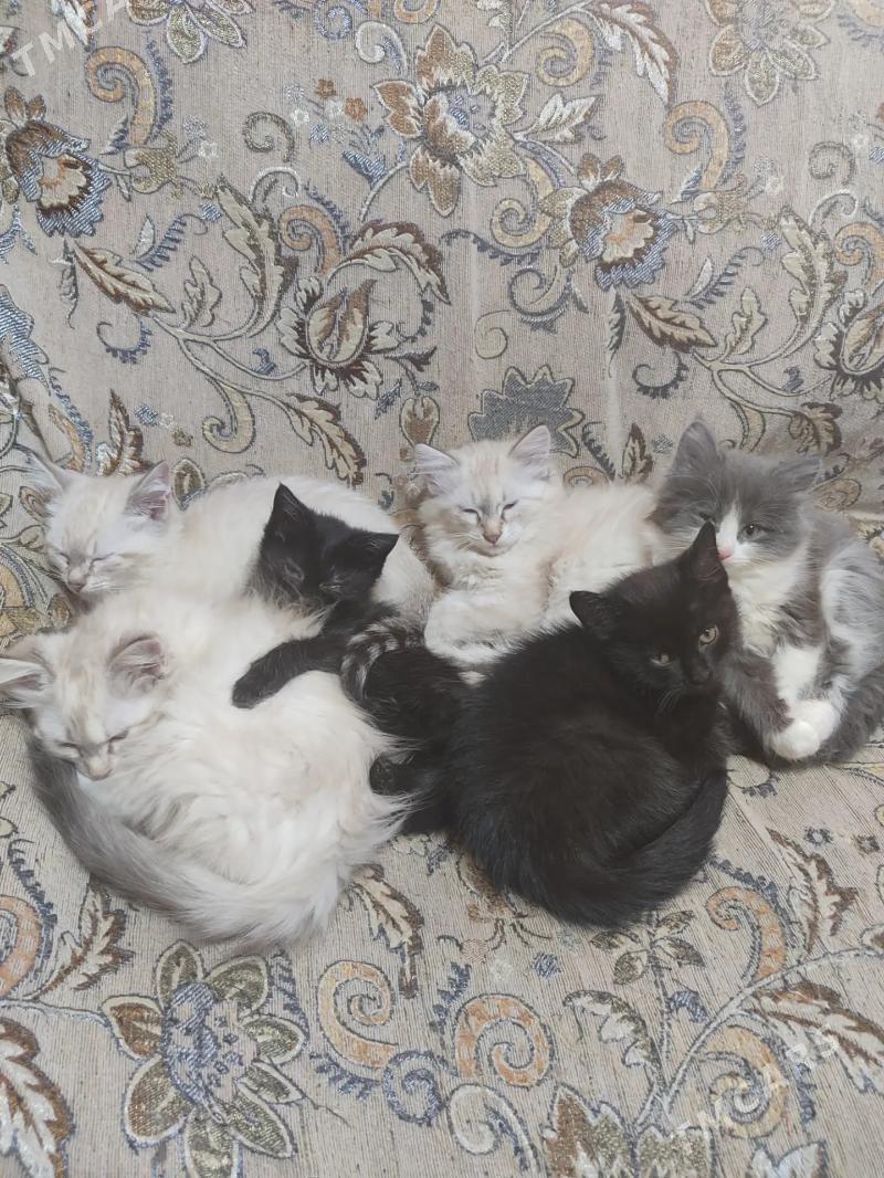 котята - Aşgabat - img 2