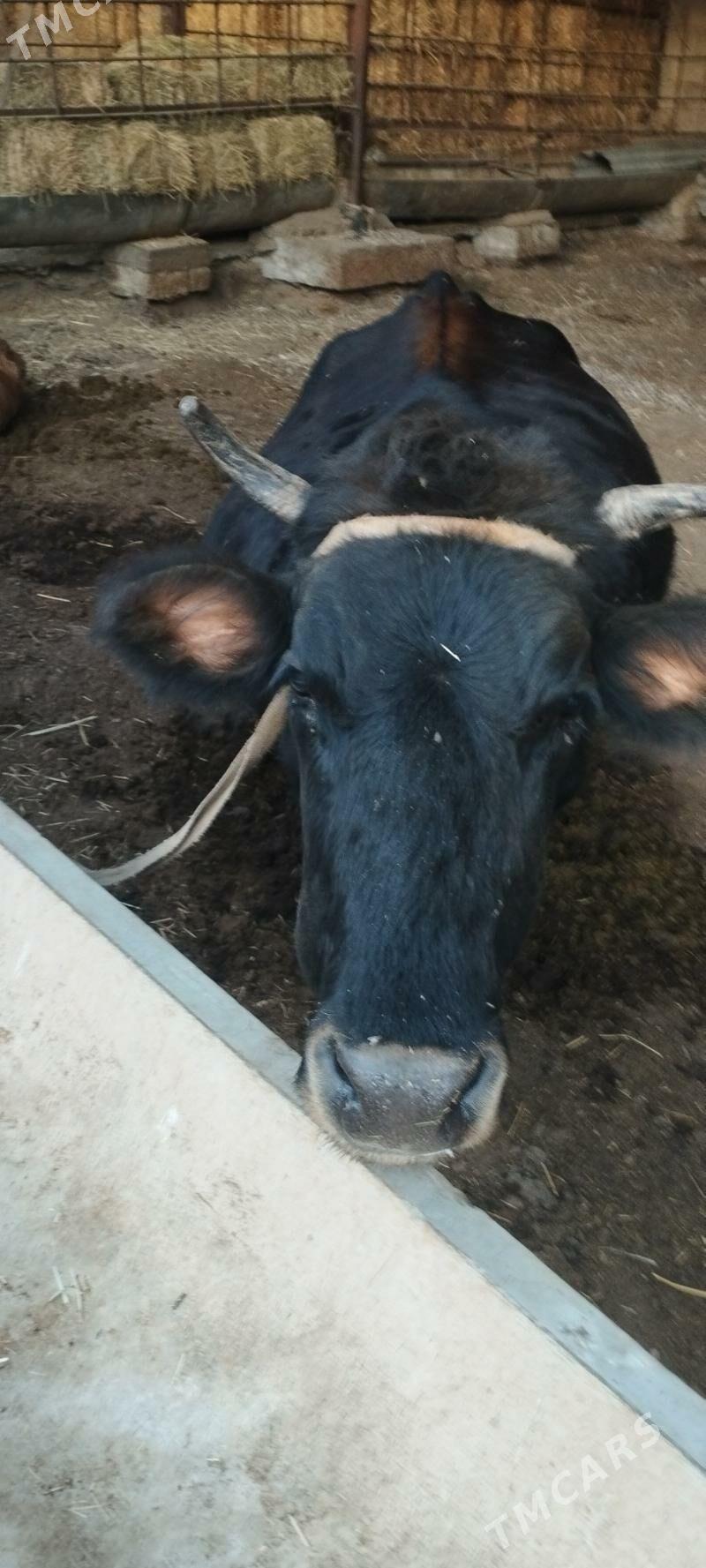 Sygyr - Aşgabat - img 3