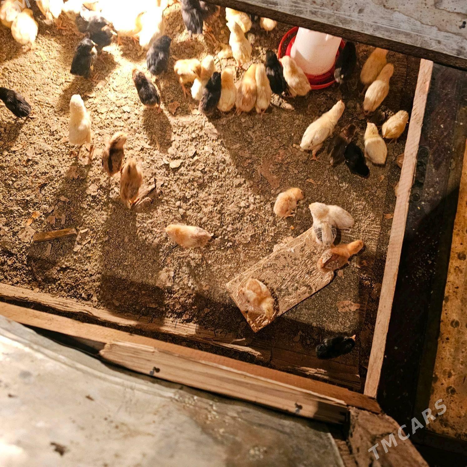 juyje - Туркменабат - img 5