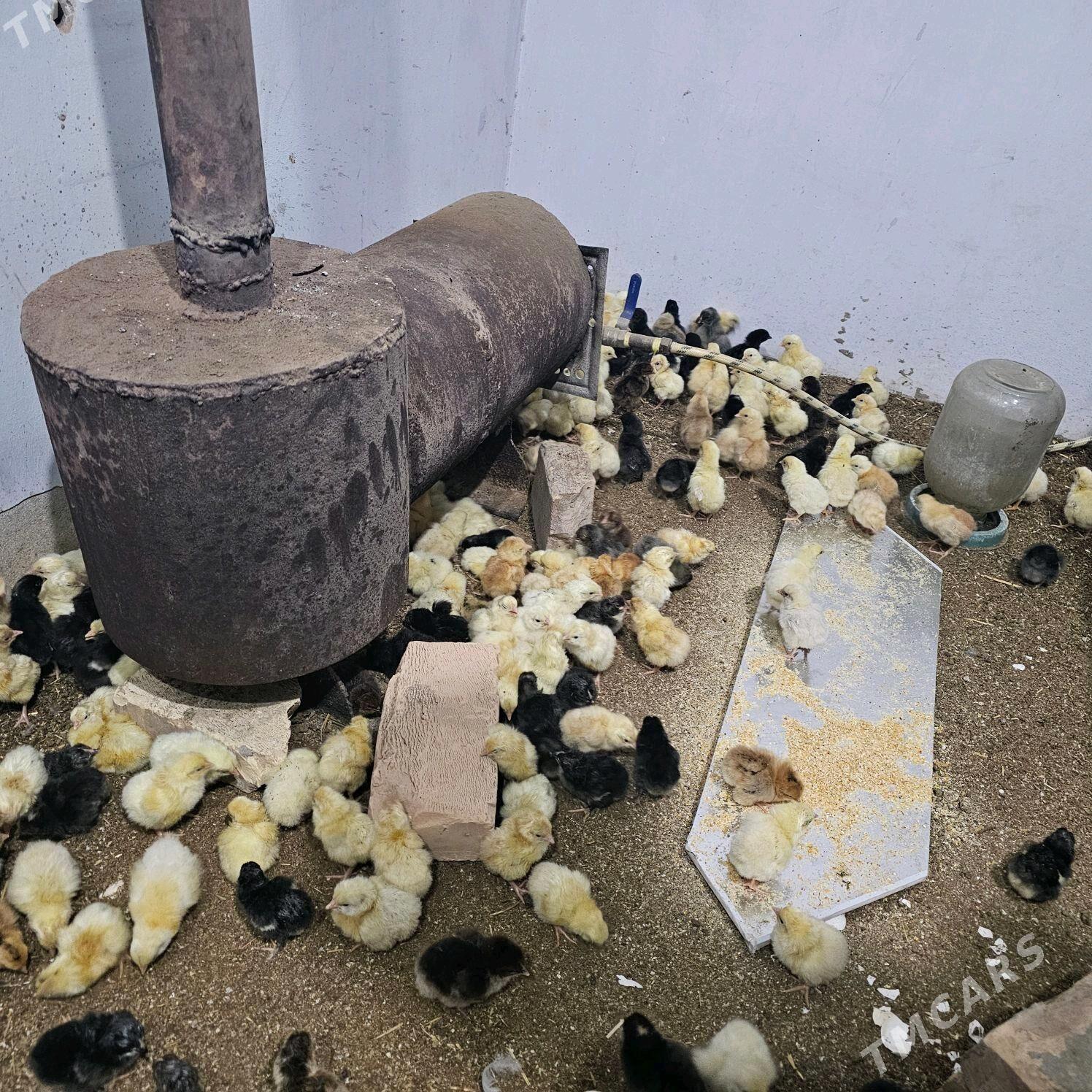 juyje - Туркменабат - img 2