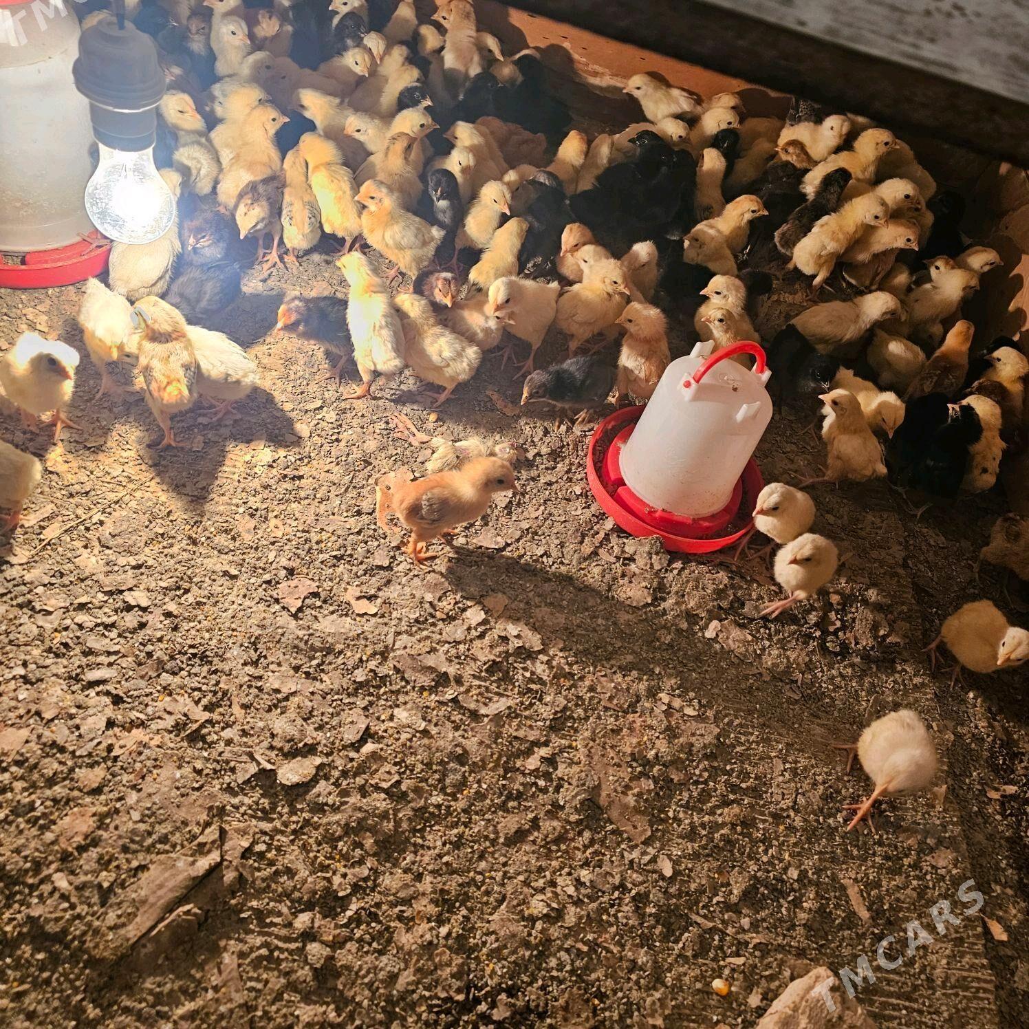 juyje - Туркменабат - img 4