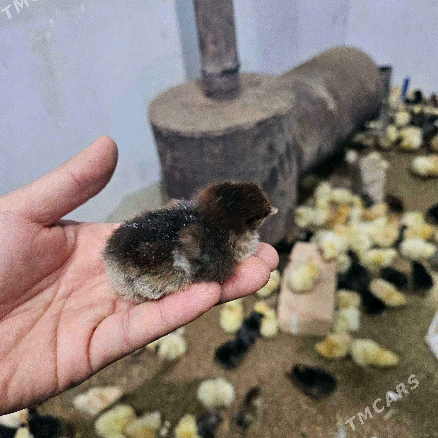 juyje - Туркменабат - img 1