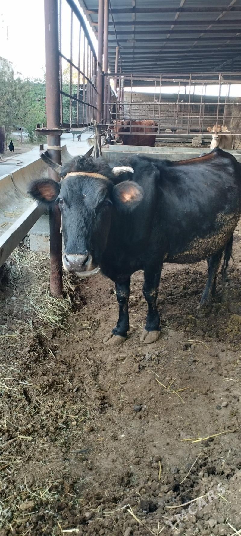 Sygyr - Aşgabat - img 5