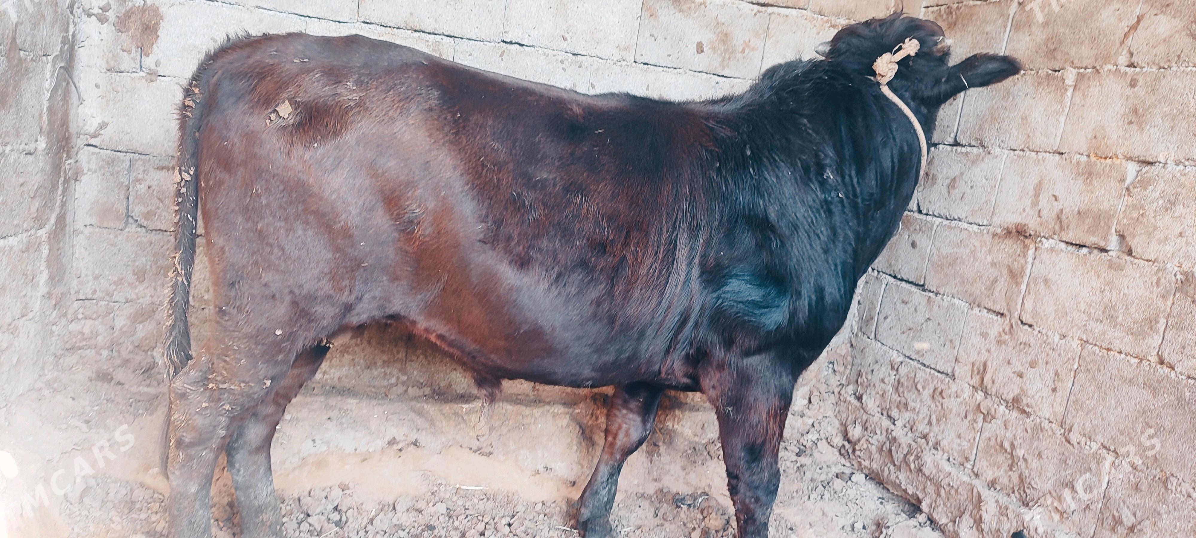 öküz - Büzmeýin - img 3