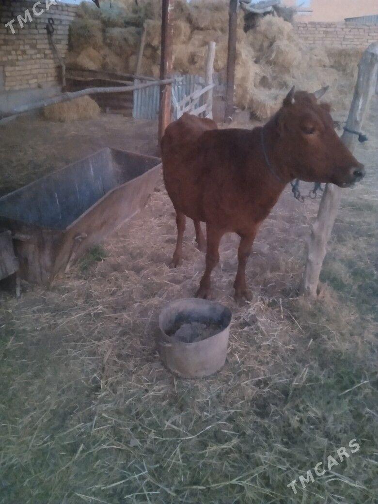 gunajyn - Чарджоу - img 5