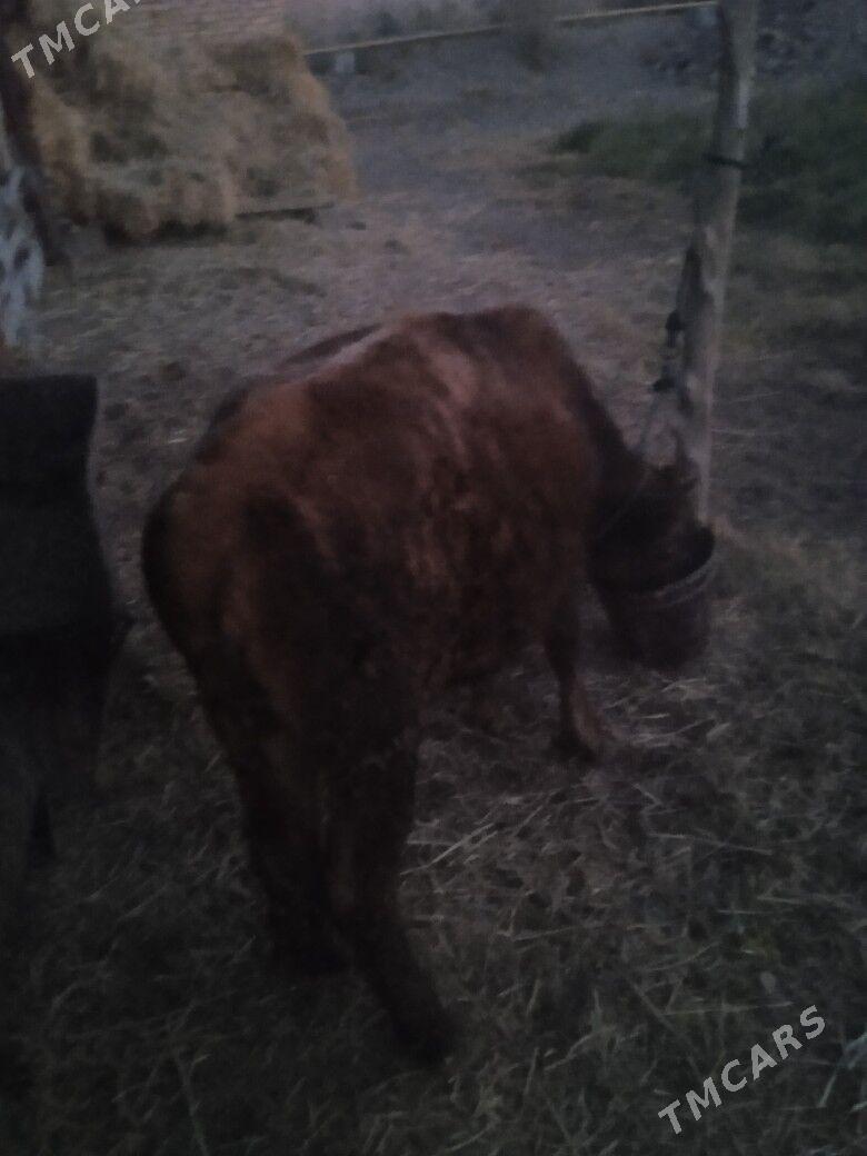 gunajyn - Чарджоу - img 1