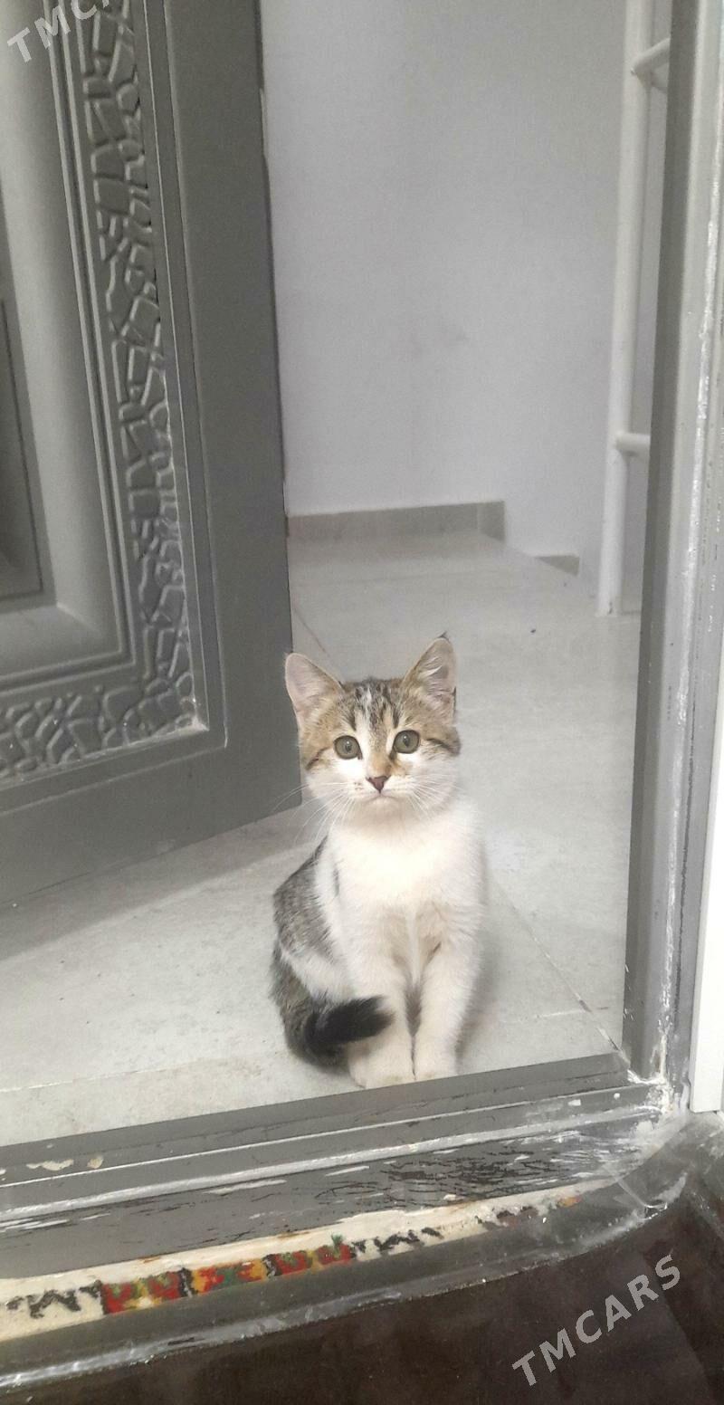 котёнок - Дашогуз - img 1