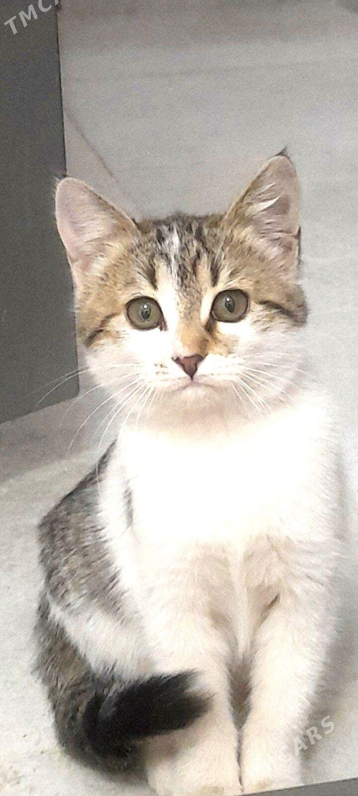 котёнок - Дашогуз - img 2