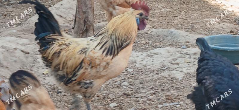 Legdenizki Horaz gara eti sunk - Херрикгала - img 3