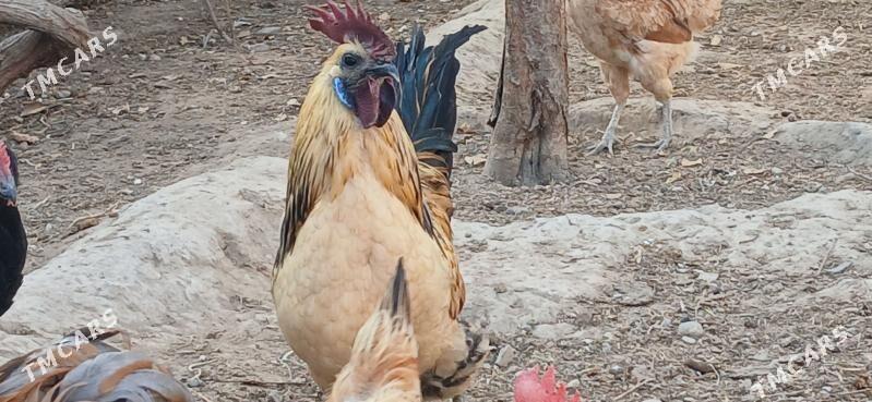 Legdenizki Horaz gara eti sunk - Херрикгала - img 2