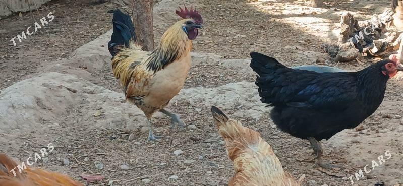 Legdenizki Horaz gara eti sunk - Херрикгала - img 1