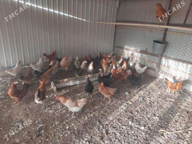 Towuk - Мары - img 4