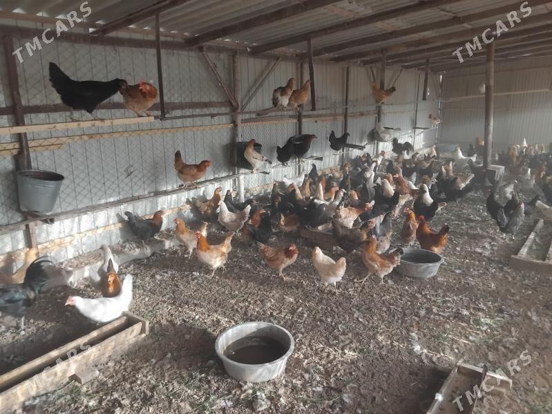 Towuk - Мары - img 3