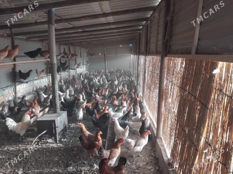 Towuk - Мары - img 2