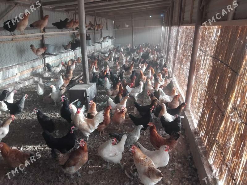 Towuk - Мары - img 1