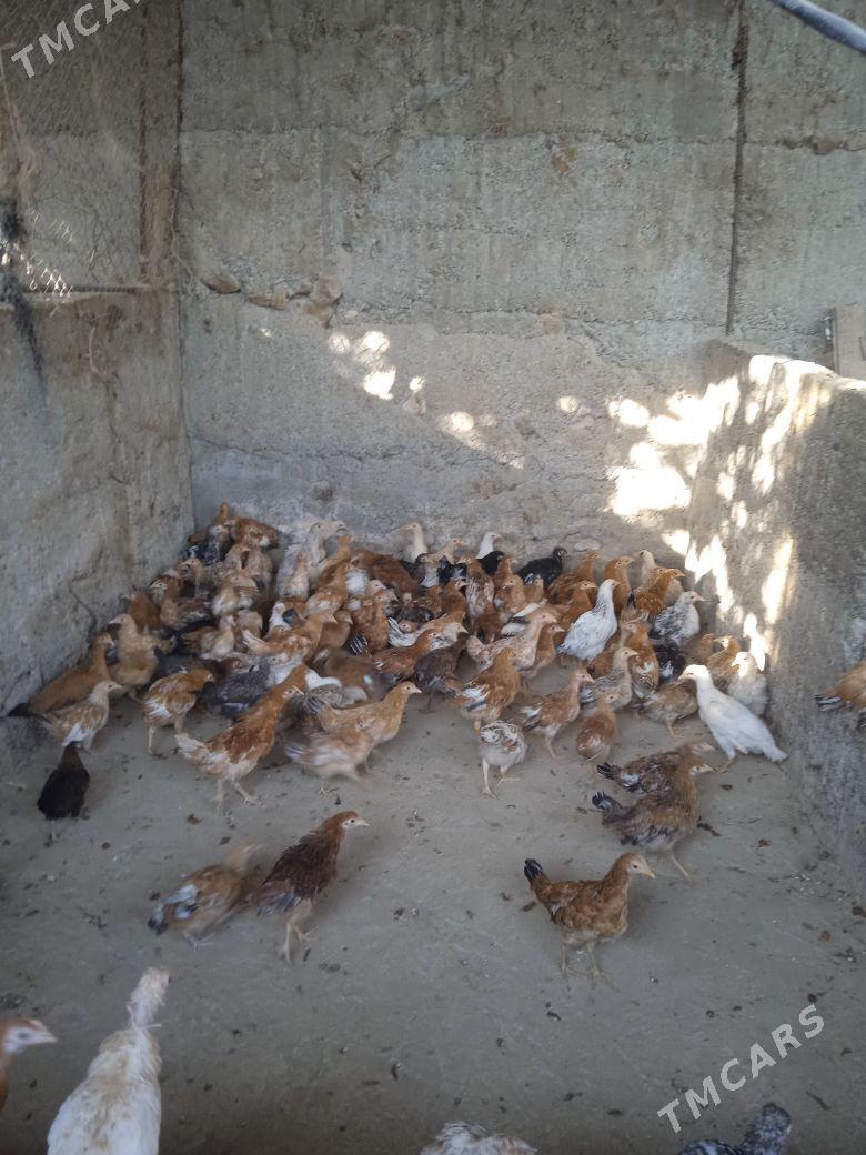 Jüje - Гёкдепе - img 3