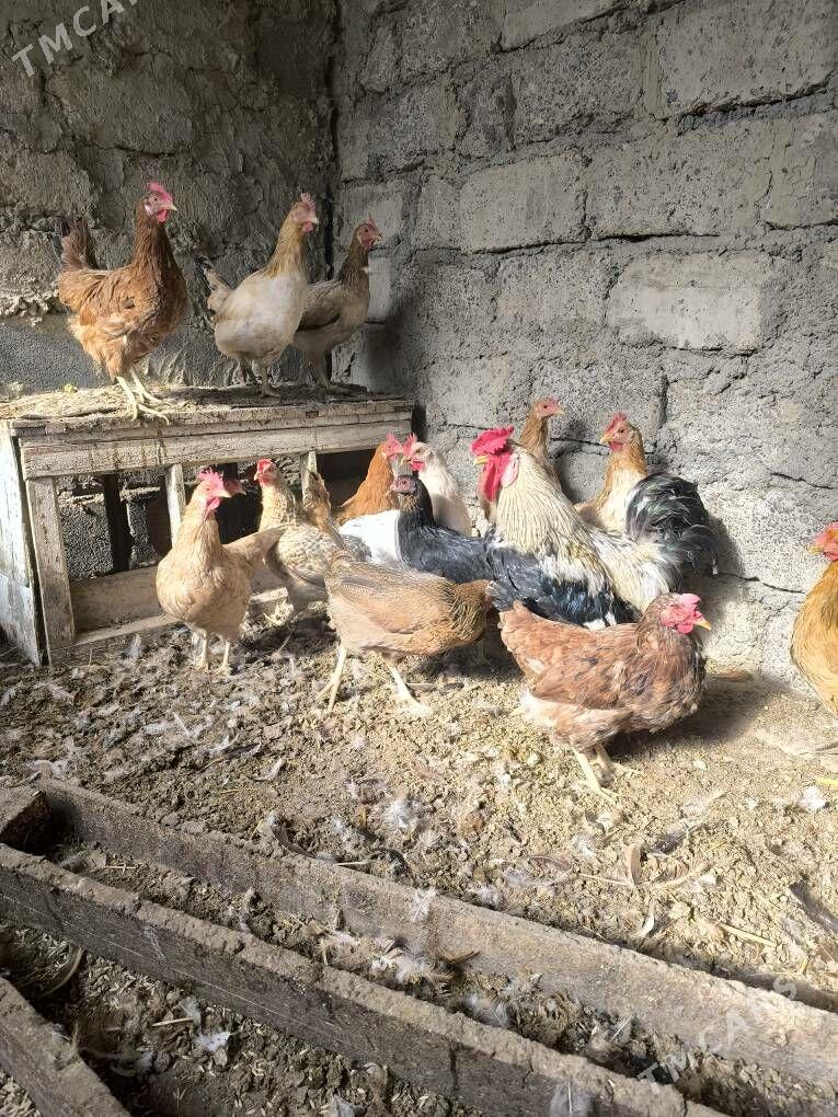 towuklar - Бузмеин - img 2