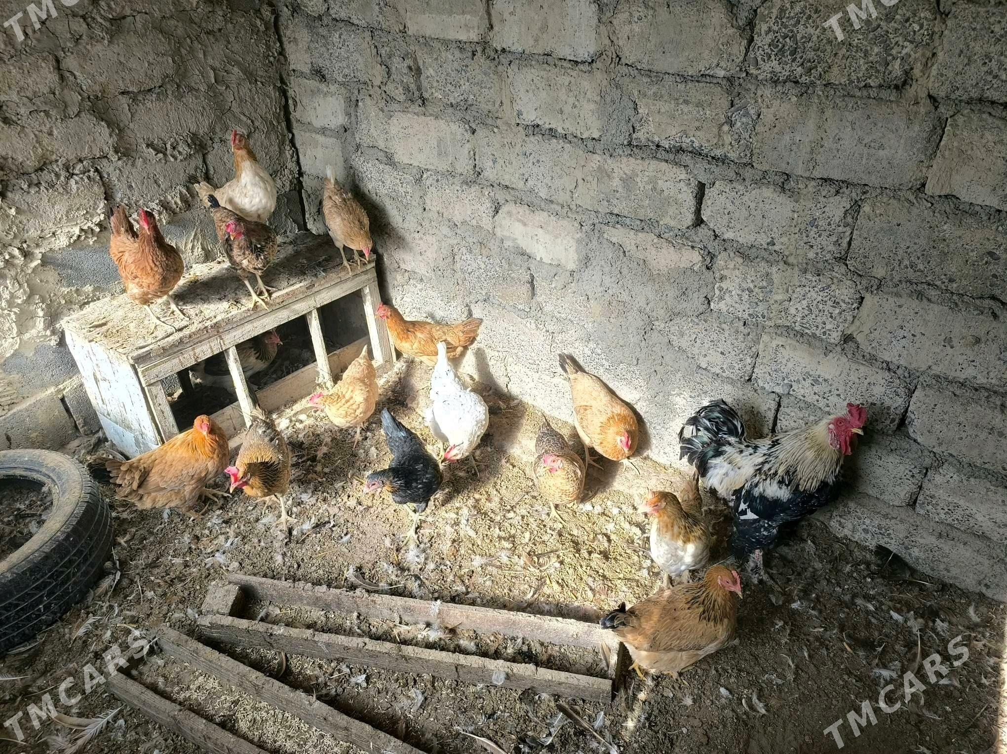 towuklar - Бузмеин - img 3